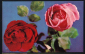 Открытка СССР 1969 г. Розы, алыве, розовые, красные, цветы, флора. фото Б. Круцко чистая - вид 6