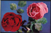 Открытка СССР 1969 г. Розы, алыве, розовые, красные, цветы, флора. фото Б. Круцко чистая