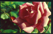 Открытка СССР 1974 г. Роза Климентина, цветы. фото Н. Матанова чистая