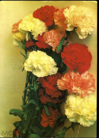 Открытка Россия 1992 г. Цветы, Гвоздики фото. Мельникова подписана К002