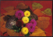 Открытка Болгария 1973 г. Георгины, цветы флора. фото. Паскалева подписана