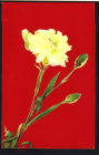 Открытка СССР 1969 г. Цветы, букет, гвоздика фото Григорова и Почаева чистая