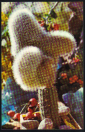 Открытка СССР 1974 г. ЦВЕТУЩИЕ КАКТУСЫ. Клейстокактус Штрауса чистая фото Гусейн-заде - вид 2