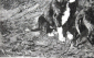 Адольф Эберле 1885 г  Новые щенки 23 х 18 см лист 25 х 20 см - вид 2