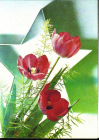 Открытка СССР 1990 г. Цветы, тюльпаны фото. Дергилева ДМПК чистая К002