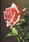 Открытка Болгария 1970-е г. Розы, цветы, флора чистая