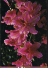Открытка Словакия Братислава 1960-е. Цветы, орхидеи. редкая худ. Jifi Ployhar чистая