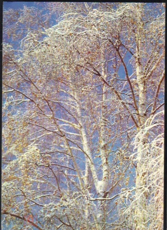 Открытка СССР 1985 г. Березы Зимой, Снег, зима, пейзаж, фото В. Гиппенрейтера чистая