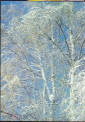 Открытка СССР 1985 г. Березы Зимой, Снег, зима, пейзаж, фото В. Гиппенрейтера чистая - вид 2