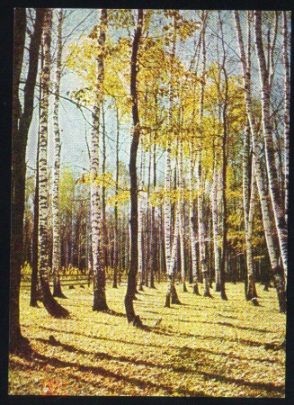 Открытка СССР 1967 г. Подмосковье, березы, лес. фото В. Раскина изд. Изветия подписана