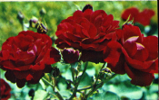 Открытка СССР 1981 г. Букет, цветы, корзина, фото. Н. Матанова двойная чистая К002