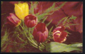Открытка СССР 1966 г. Тюльпаны, букет, цветы. фото Г. Костенко СХ чистая