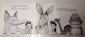 Книга Выставка животных Текст: Варвара Афанасиу-Иоанну Иллюстрации: Элисон Лестер - вид 6