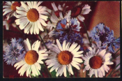Открытка СССР 1969 г. Композиция, цветы в вазе, ромашки. фото Е. Шворака чистая
