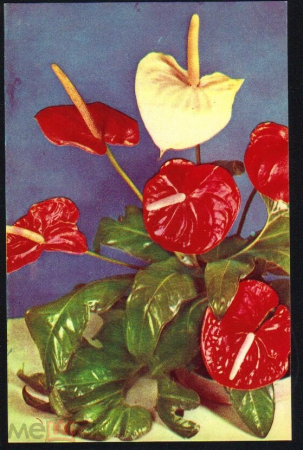 Открытка СССР 1969 г. Композиция из цветов. фото Е. Игнатович чистая