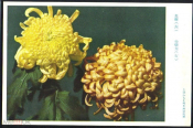 Открытка Китай Хризантемы. Блеск и Золотой дракон, флора, цветы чистая