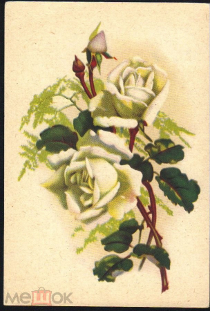 Открытка СССР 1961 г. Цветы, Белые розы. ЦФА Октообер Таллин чистая с маркой