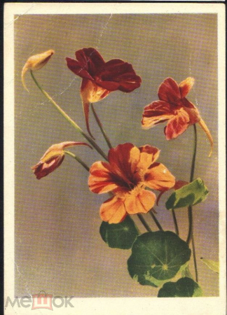 Открытка СССР 1959 г. Цветы, флора, Настурция. фото. А. Бушкина ИЗОГИЗ чистая