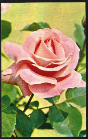 Открытка СССР 1973 г. Цветы, Роза " Куин Элизабет ", букет. худ. Матанова подписана