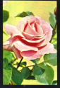 Открытка СССР 1973 г. Цветы, Роза " Куин Элизабет ", букет. худ. Матанова подписана - вид 2