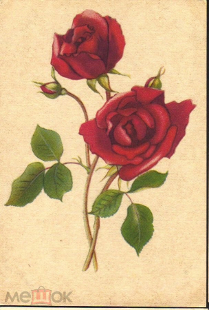 Открытка СССР 1961 г. Цветок Розы флора живопись. Эстония Таллин Октообер подписана