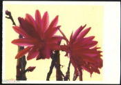 Открытка Китай 1960-е г. Цветущие кактусы. ЭПИФИЛЛЮМ АККЕРМАНА чистая, редкая, обрезана