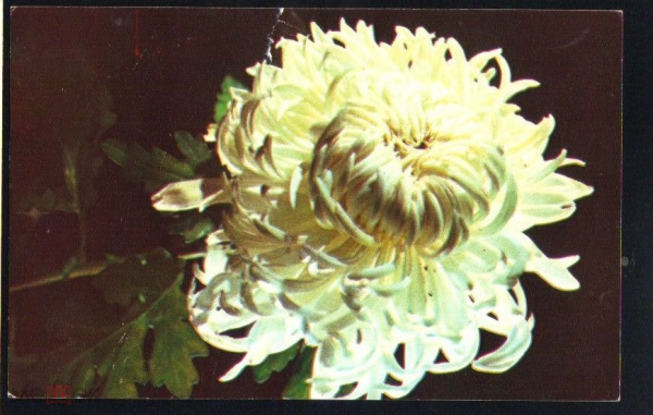 Открытка СССР 1975 г. хризантема мефо белый, цветы. фото Б. Гусейна-заде подписана приглашение