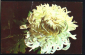 Открытка СССР 1975 г. хризантема мефо белый, цветы. фото Б. Гусейна-заде подписана приглашение - вид 2