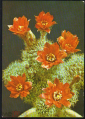 Открытка Германия. 1970-е г. Цветущие кактусы. Кактус флора. Лейпциг чистая - вид 2