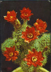 Открытка Германия. 1970-е г. Цветущие кактусы. Кактус флора. Лейпциг чистая
