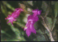 Открытка Вьетнам. 1970-е г. Цветущие кактусы. Кактус флора. чистая - вид 2