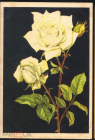 Открытка СССР 1961 г. Цветок белая Роза флора живопись. Эстония Таллин Октообер чистая