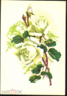 Открытка СССР 1972 г. Цветы, Белые розы. ЦФА Октообер Таллин чистая