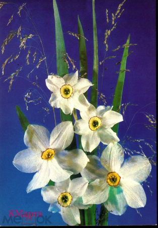 Открытка СССР 1990 г. 8 марта, цветы, нарциссы. фото И. Дергилева ДМПК чистая К002