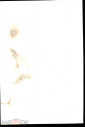 Фото самиздат Портрет графини Толстой. Автотипия худ. В. Серов чистая К005-3 - вид 1