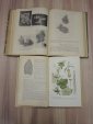 4 книги азбука садовода сад растения закладка сада сорта яблонь яблони садоводство СССР - вид 3