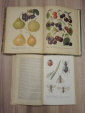 4 книги азбука садовода сад растения закладка сада сорта яблонь яблони садоводство СССР - вид 4