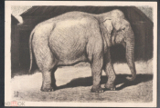Открытка СССР 1959 г. Картина Слон фауна, животные худ. В.А. Ватагин живопись, подписана К006-6