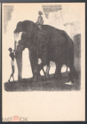 Открытка СССР 1959 г. Картина Раскраска слона фауна, животные х В. Ватагин чистая переоценка К006-6