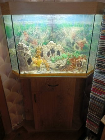 Панорамный угловой аквариум с тумбой, б/у, комплект