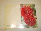 Музыкальная открытка Звуковое письмо - Самоцветы – Верба