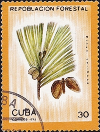 Куба 1975 год . Карибская сосна (Pinus caribaea) . Каталог 0,50 €.