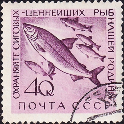 СССР 1960 год . Животный мир СССР - Рыбы и морские животные .