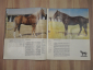 книга альбом коневодство в СССР лошади лошадь конный спорт конь конный завод породы лошадей - вид 2