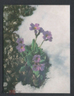 Открытка СССР 1985 г. Примула, цветы, флора. фото Е. Монина мини чистая