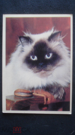 Календарь. "Кошка". 1994 г.