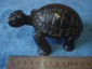 Черепаха Тортилла - вид 1