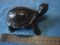 Черепаха Тортилла - вид 2