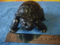 Черепаха Тортилла - вид 3