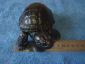 Черепаха Тортилла - вид 5